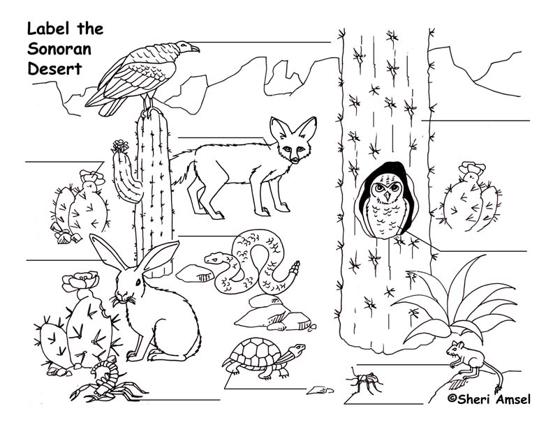 Desert (Sonoran) Labeling Page